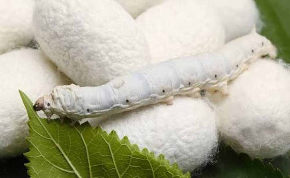 रेशम उत्पादन में भारत की बड़ी तैयारी, किसानों की आय ₹12 लाख करने का लक्ष्य
